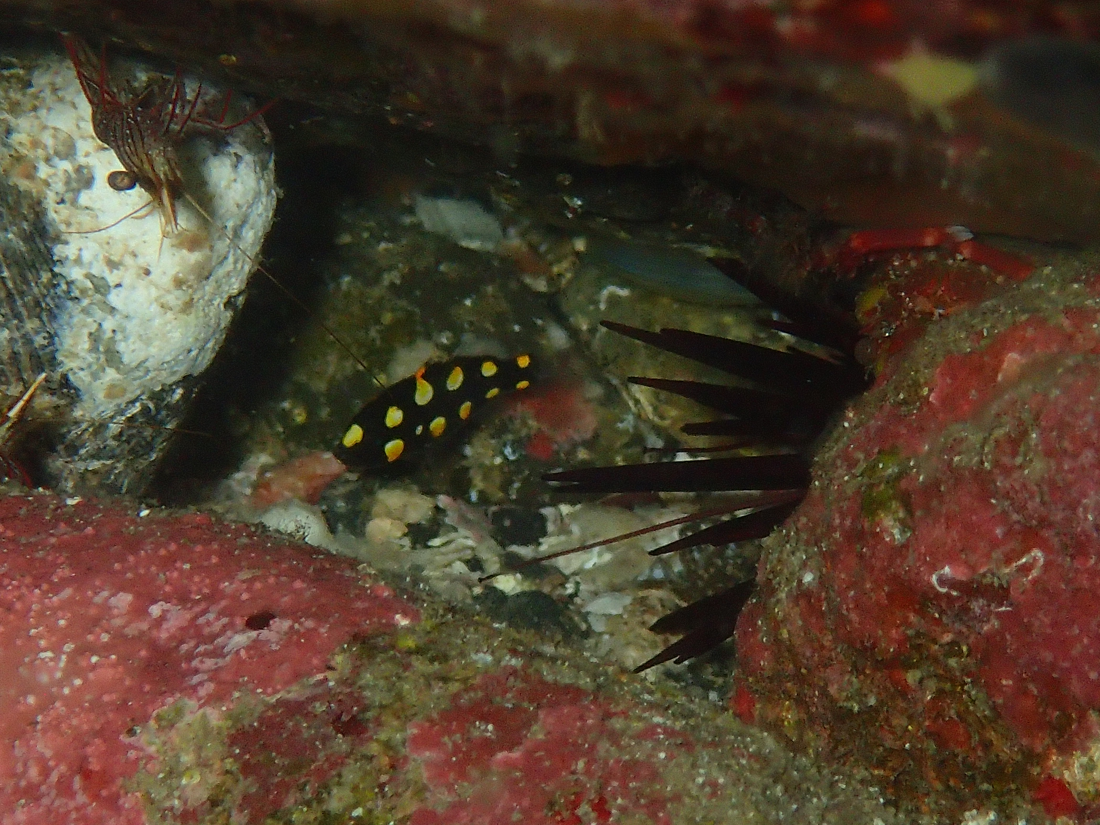 投稿についてもっと詳しく 見～つけた