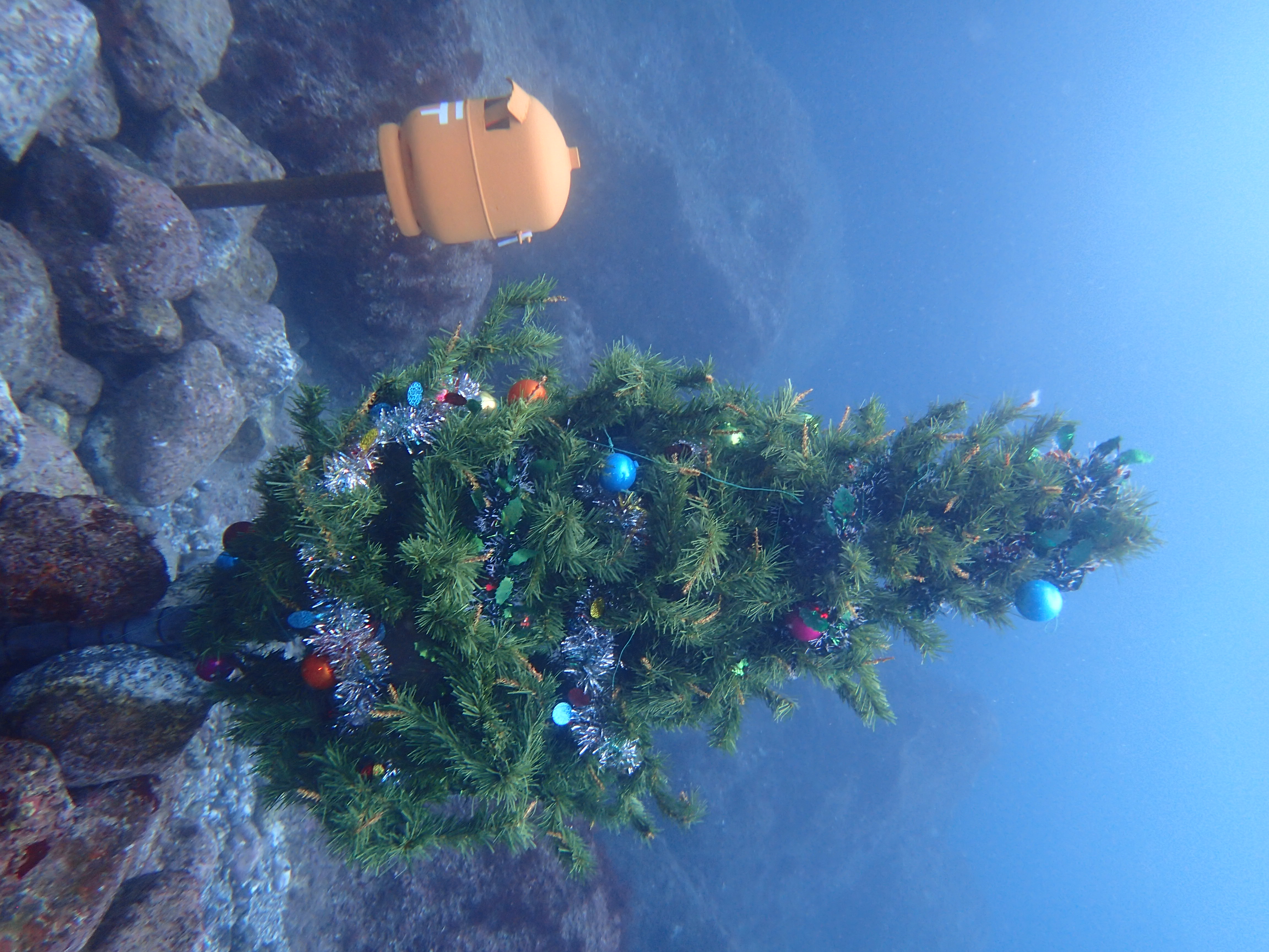 水中クリスマスツリーが２つ
