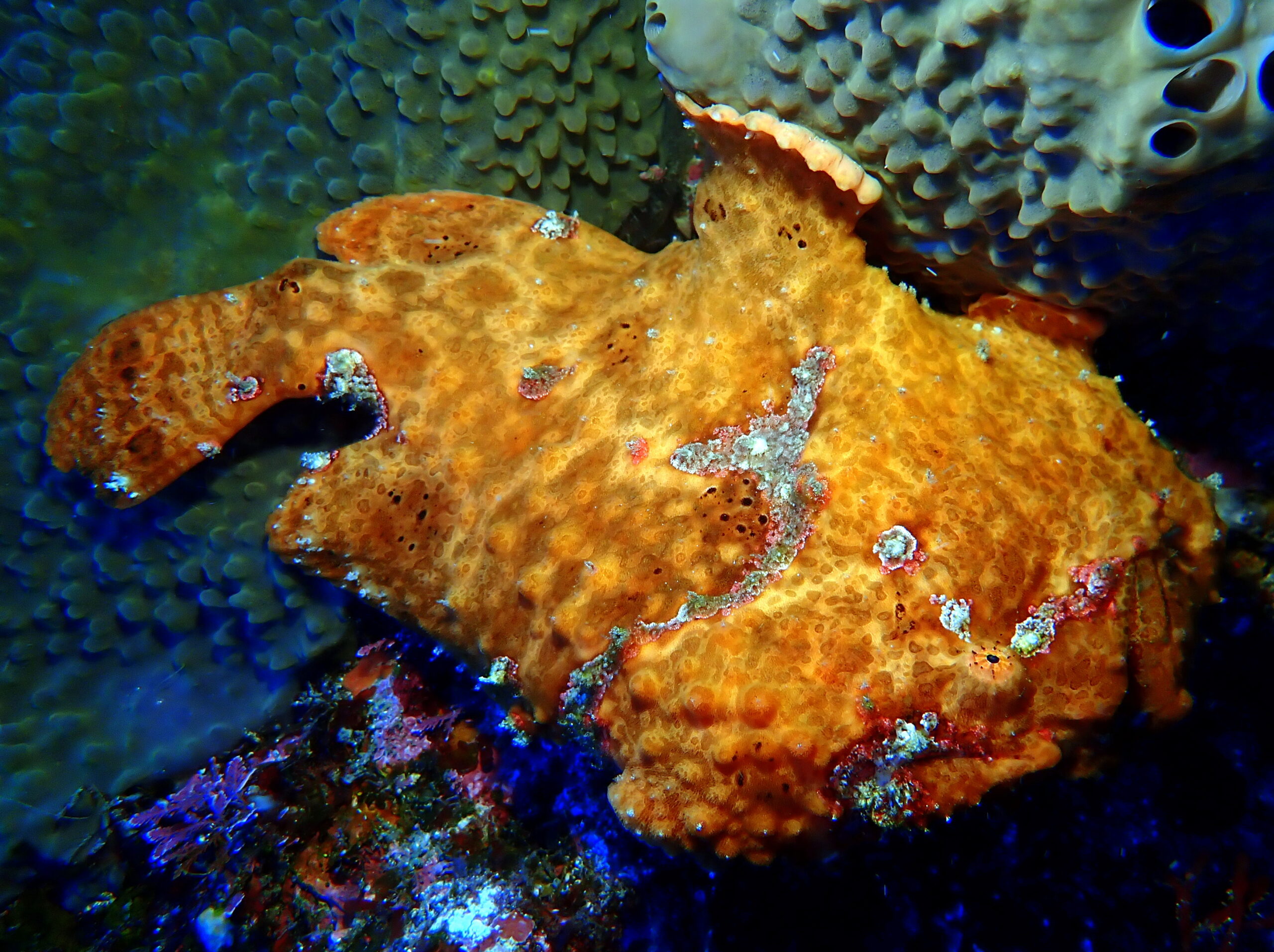 投稿についてもっと詳しく 消えたり現れたりの海洋公園