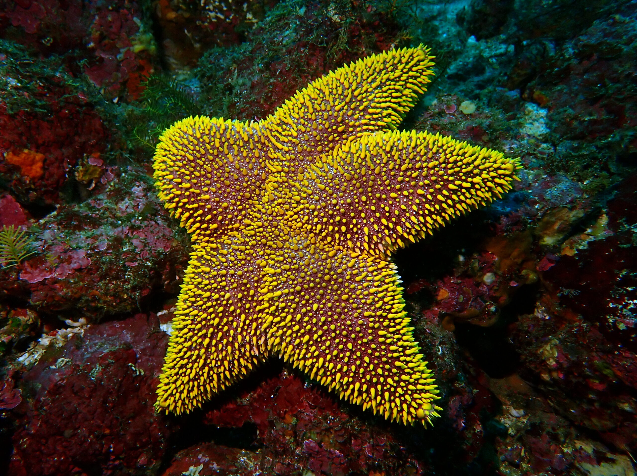 投稿についてもっと詳しく 大きな綺麗なヒトデが居る海洋公園