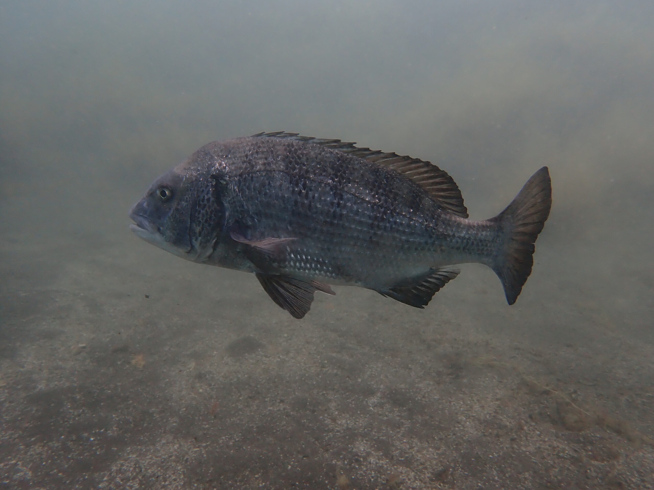 投稿についてもっと詳しく 大瀬崎でしたぁ