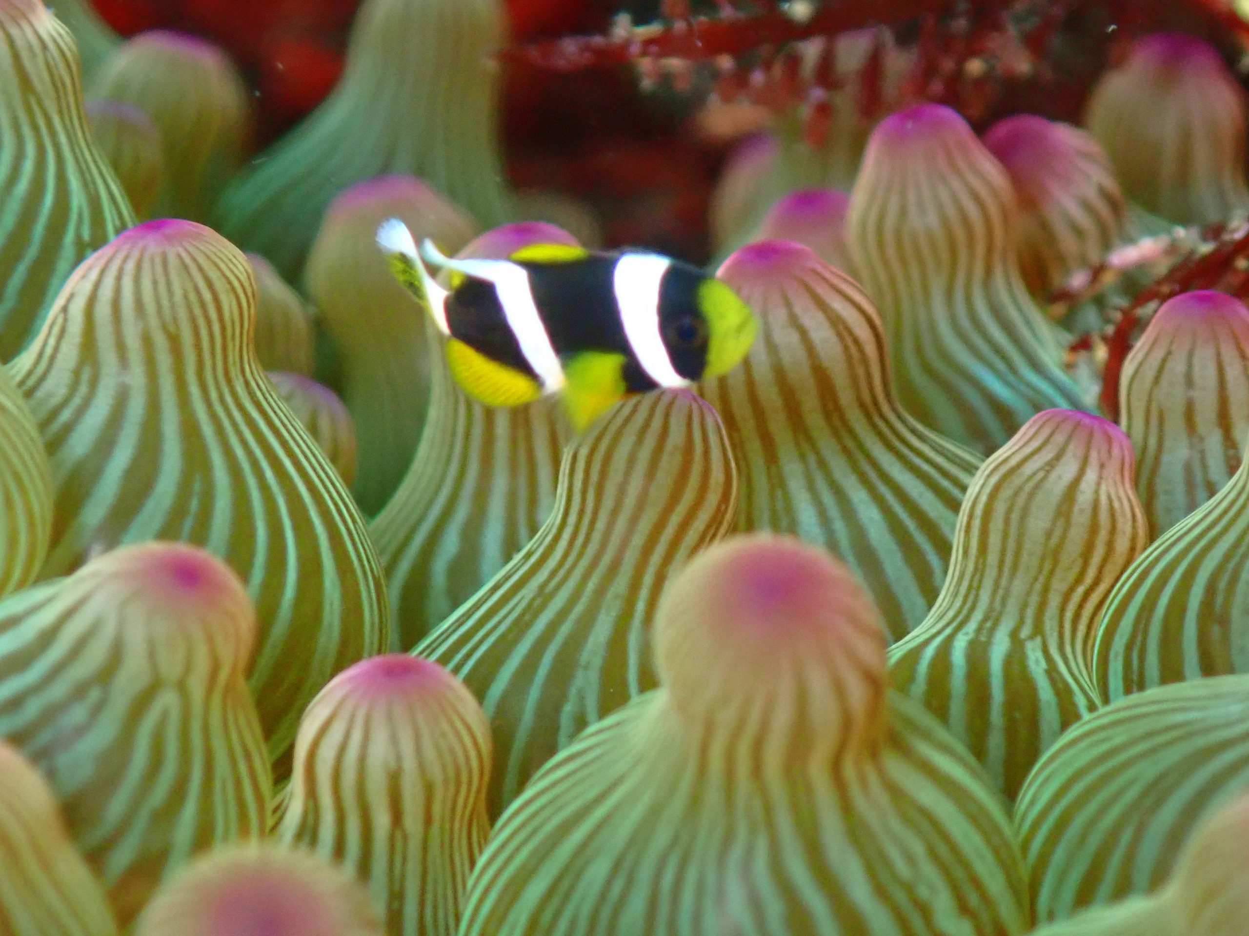 投稿についてもっと詳しく クマノミの赤ちゃん見つけた！！