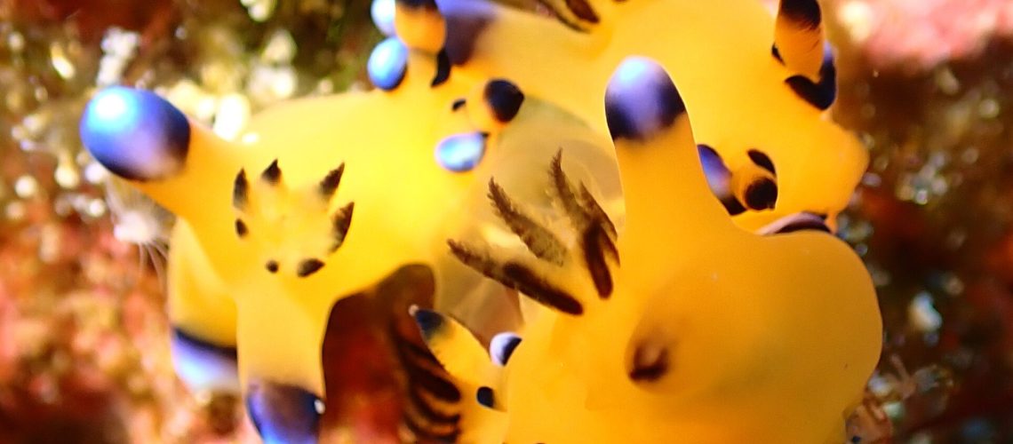 P1240004 - コピー